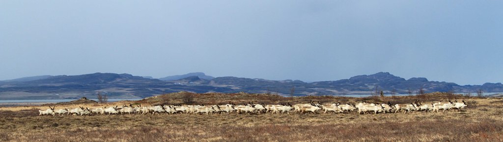 Hreindýr við Ásgarð